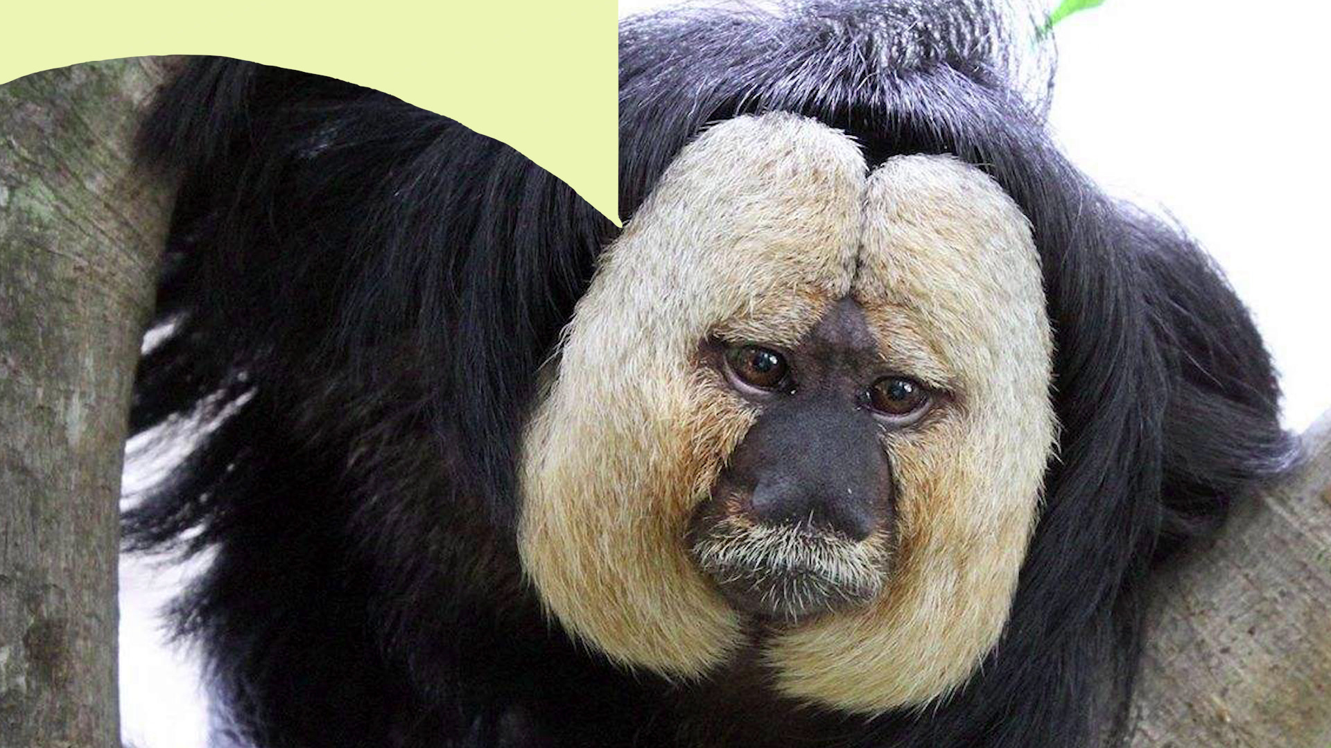 真的没开玩笑,这三个动物长得太奇葩了