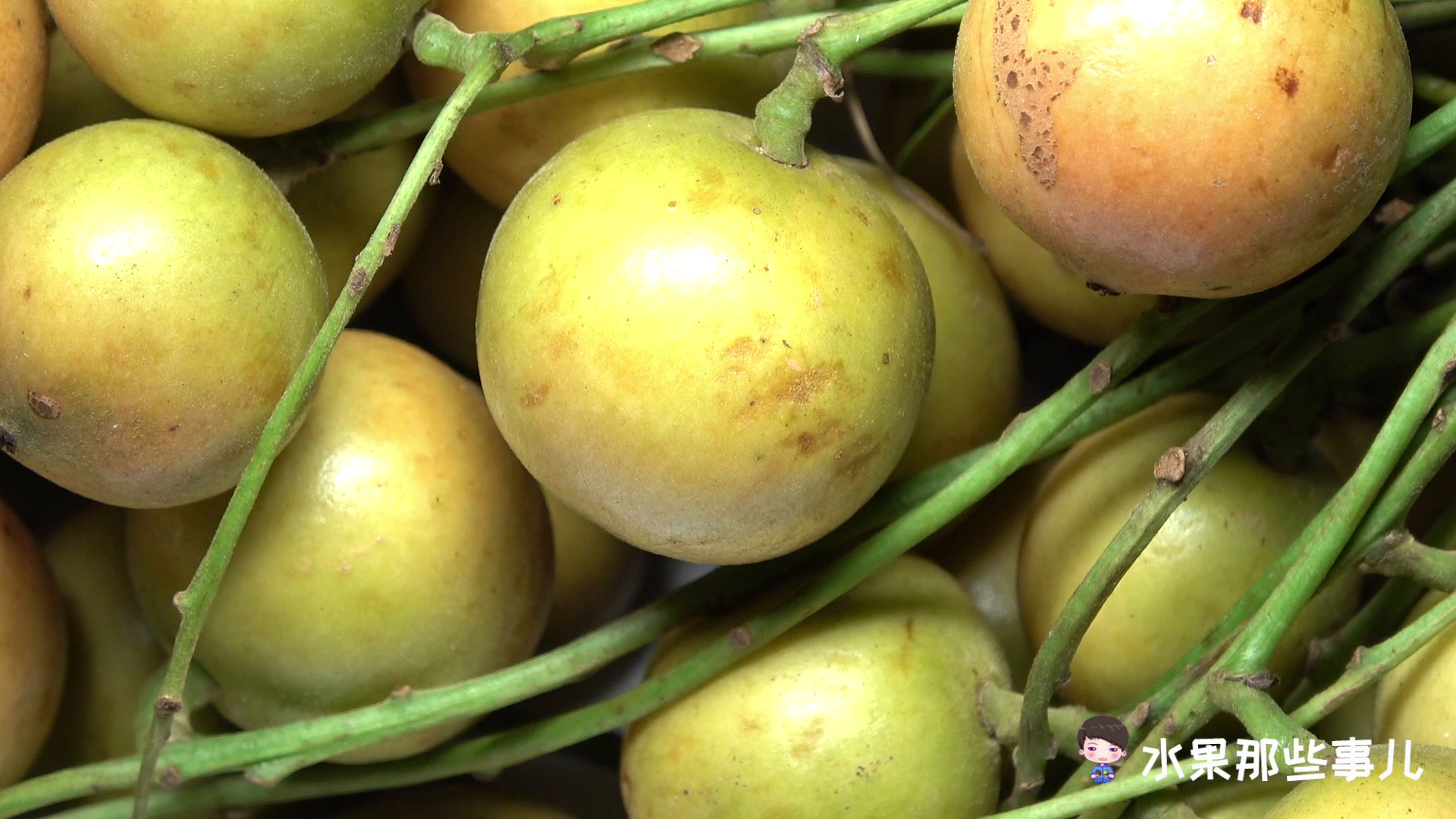 木奶果外形像什么?