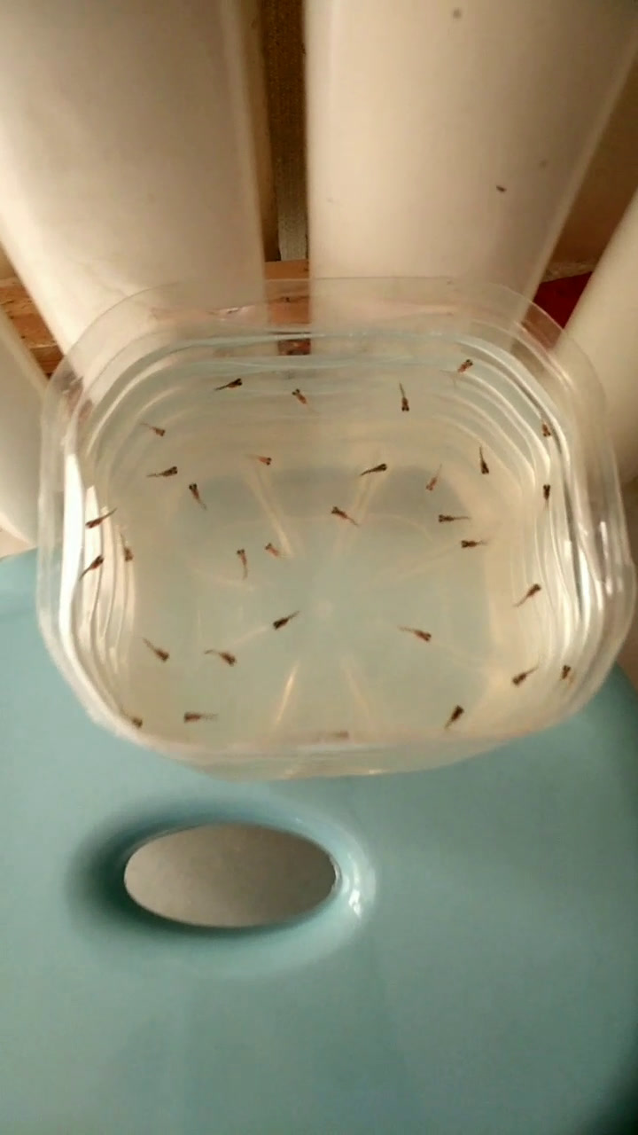 24   bailanhuayan  采纳数:61118获赞数:116859lv20 擅长:花鸟鱼虫