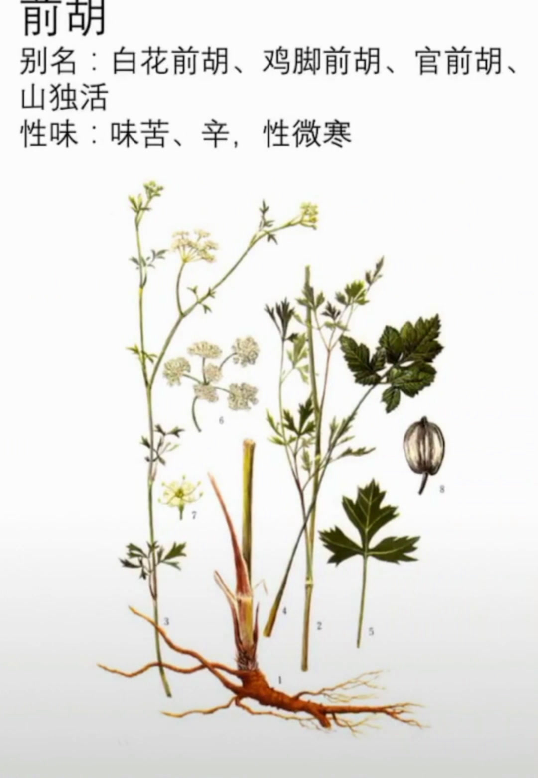 前胡的功效作用有哪些