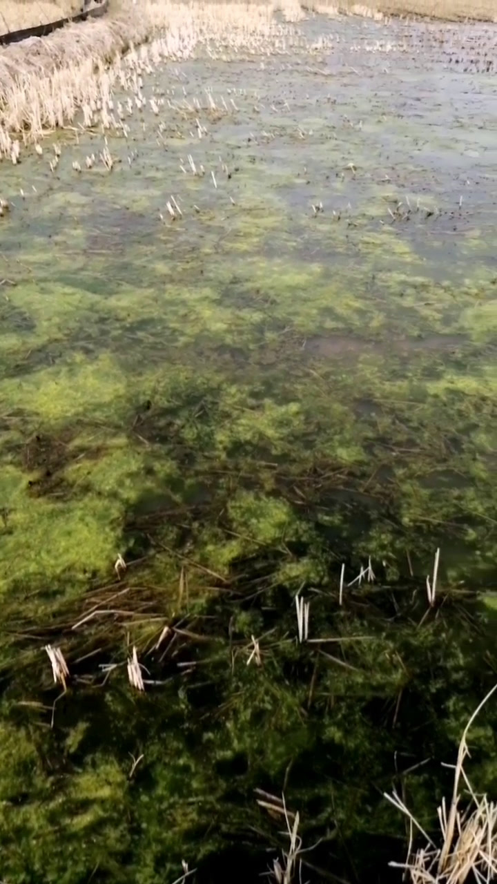 虾田里的青苔怎么除呀,请教大神,田里有虾苗?
