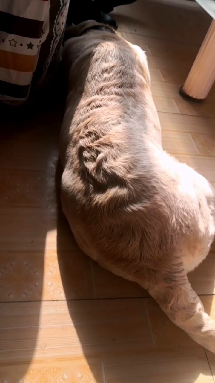 拉布拉多背毛不顺?