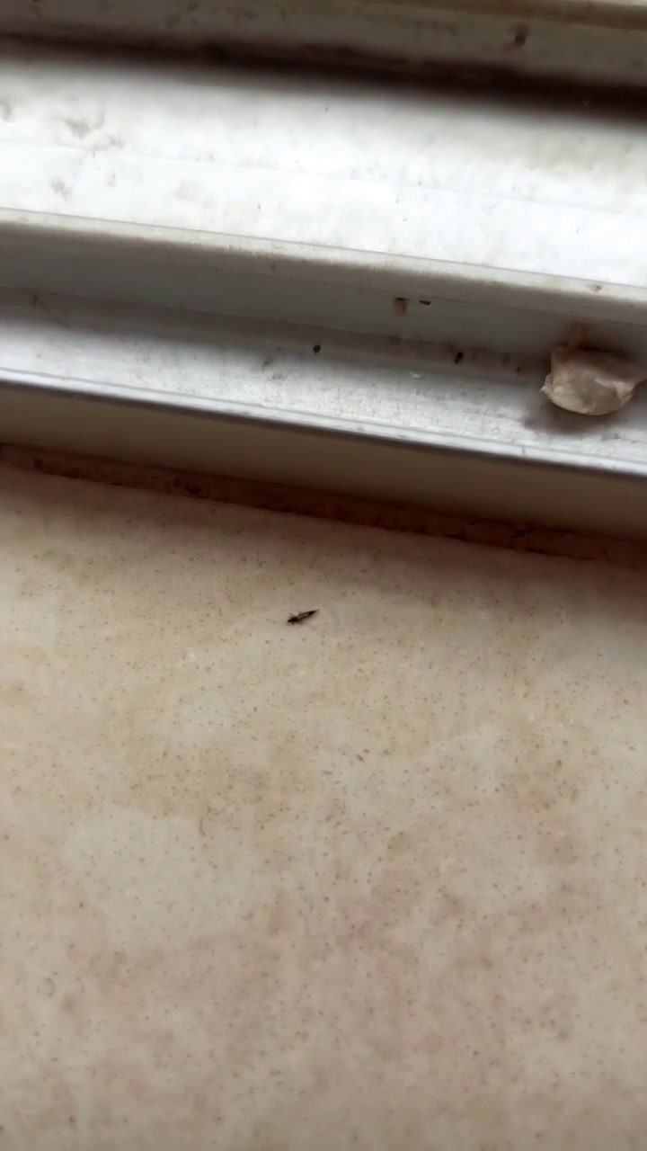 请问这是什么生物?