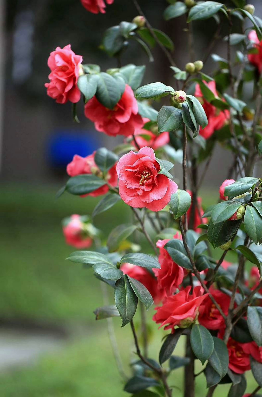 茶花有哪些气味?