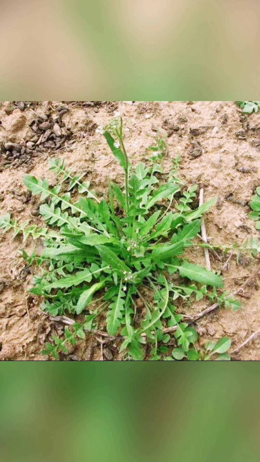 请大家帮我鉴别这个是荠菜吗?