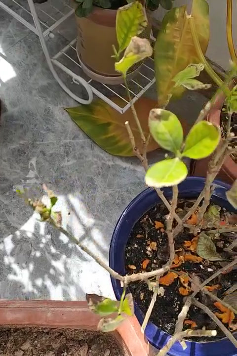 冬天有点冻的栀子花到春天暖和了,新长的叶子干叶怎么回事啊,还能活吗