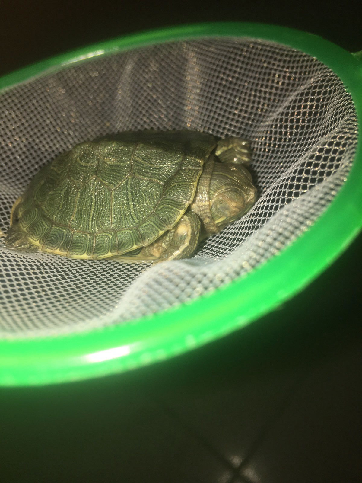 有谁知道这个小乌龟怎么了嘛?