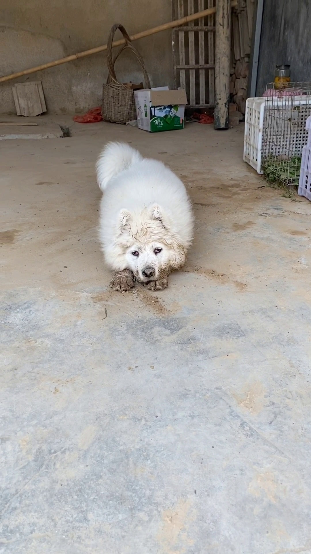 狗狗的眼睛怎么回事,是不是不纯啊,宠物医院的人都有挺好的,我不太懂