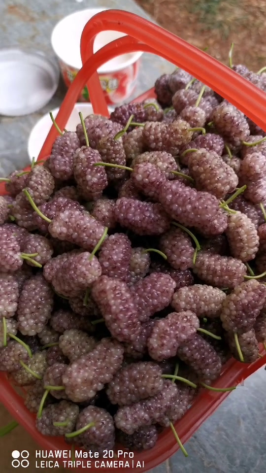 珍珠白的桑椹能泡酒吗?