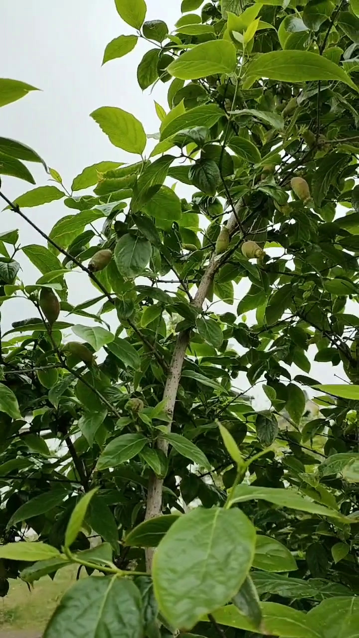 请问这个是什么果?