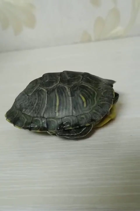 家养的乌龟突然前爪向后上方翻是怎么回事?