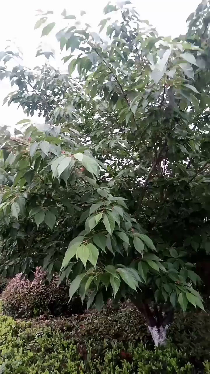 这一种树的学名叫什么?