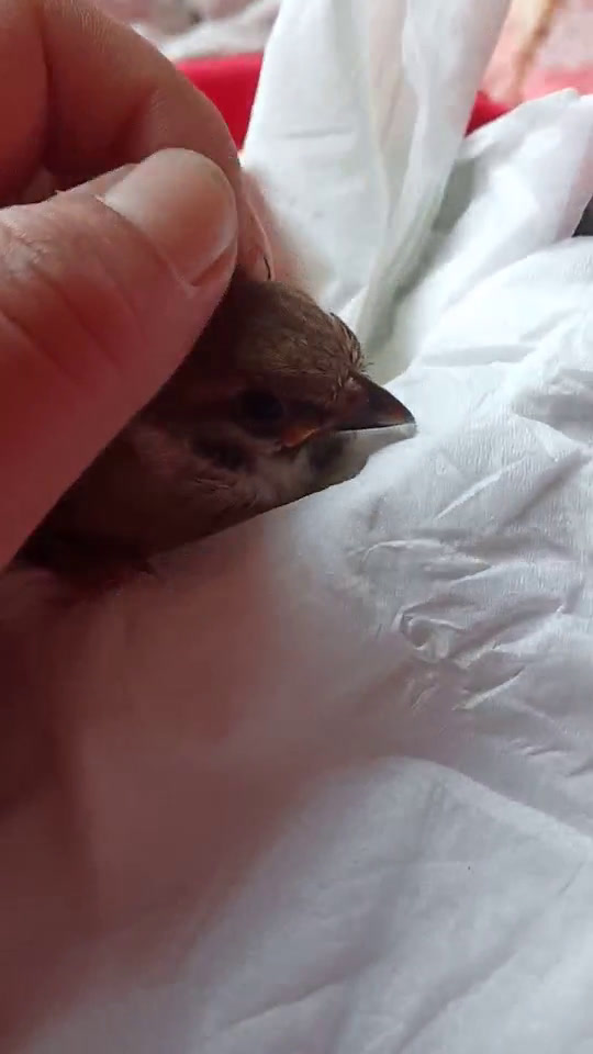 野生小麻雀幼崽怎么吃什么东西?