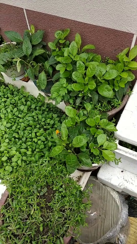 请问明月草会开花吗?谁有它开花的图片?