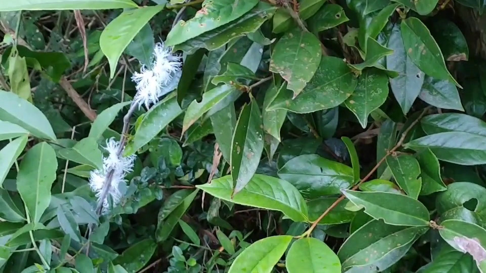 5—4mm,体略呈钝菱形,翅芽处最宽,暗黄褐色,布有深浅不同的斑纹,体疏