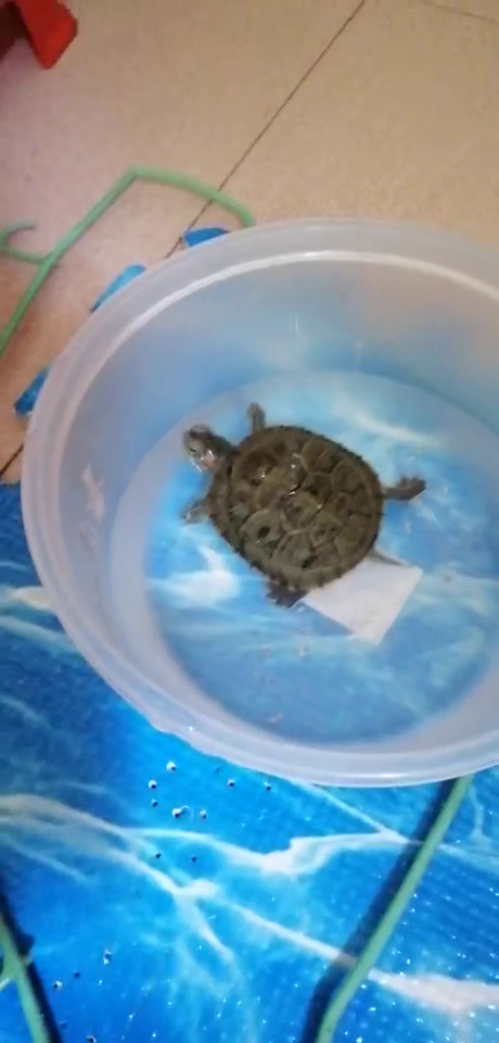 这乌龟得白眼了吗?