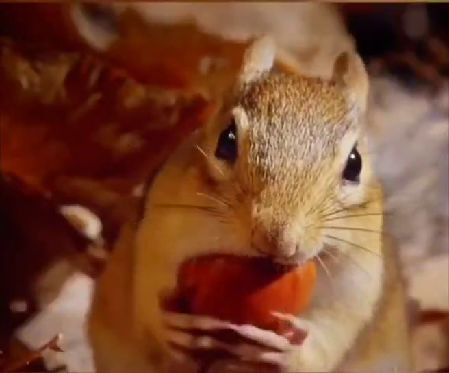 松鼠吃果子削皮吗?