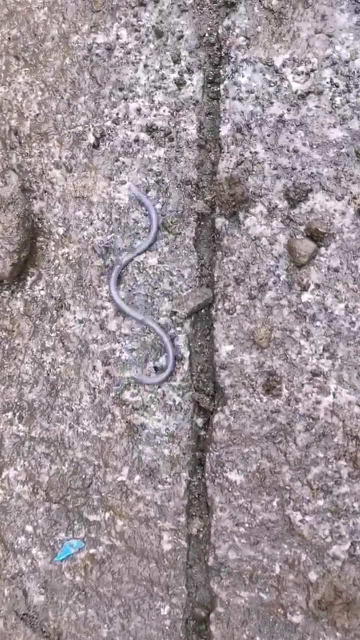 这是什么生物? 会像蛇一样会吐信子.