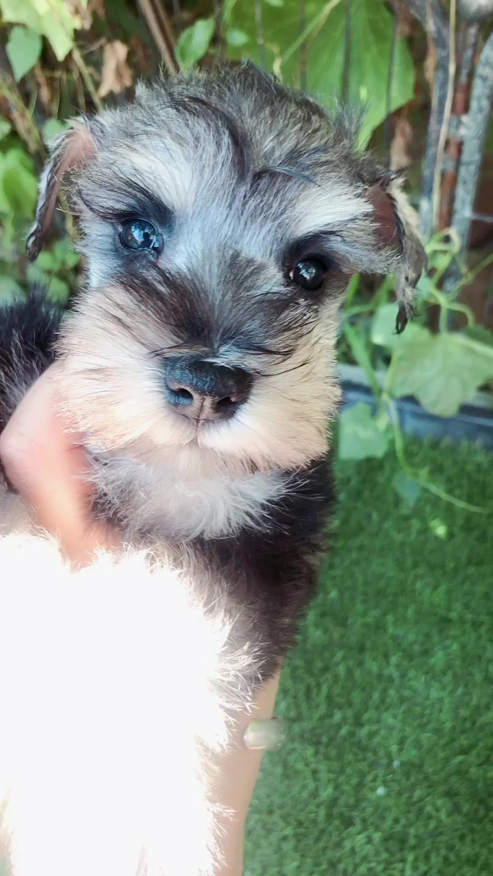 这是什么颜色的雪纳瑞!