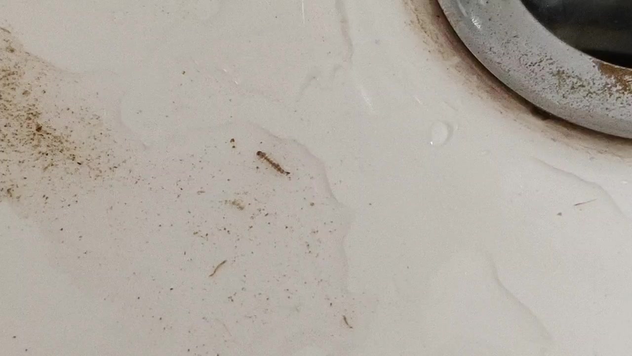 求问这是什么虫子,我在水培植物的水里发现的