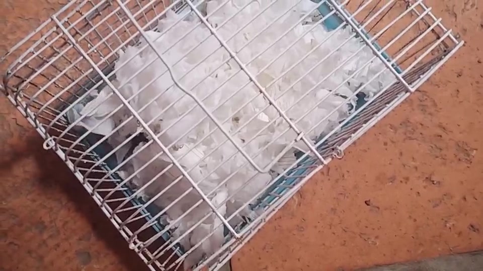 为什么我家的仓鼠拼命爬笼子?