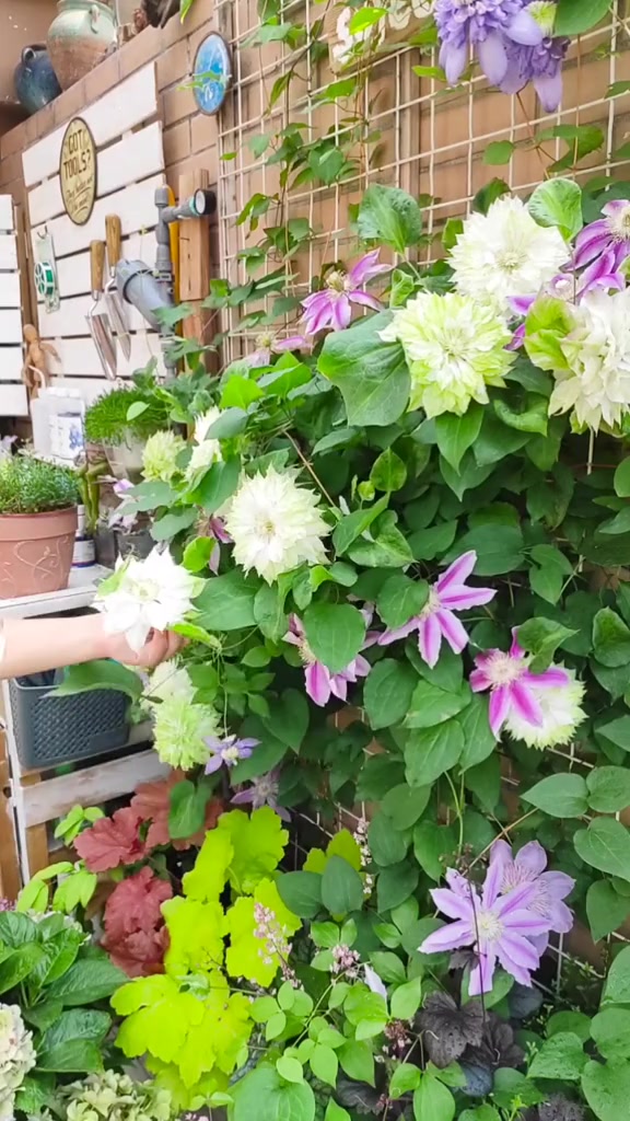 咱家的铁线莲花墙陆续开了,但大爱还是绿色系的美岛绿?