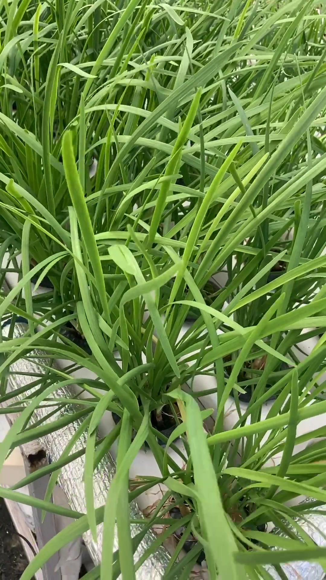 这个无土栽培管道中的韭菜多久割一次呢?