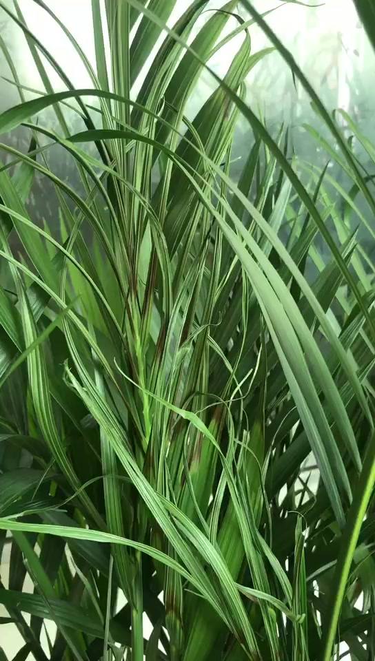 凤尾竹叶子发黄,怎么办?