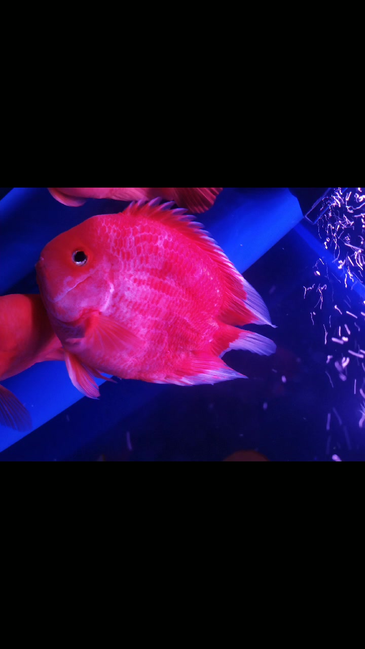 这种白尾巴的是什么鹦鹉鱼?是新杂交出来的吗?之前没见过